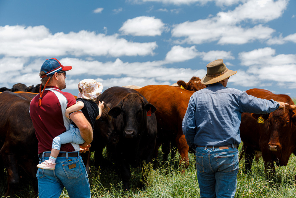 New heights for Tablelands beef The Express Newspaper Mareeba