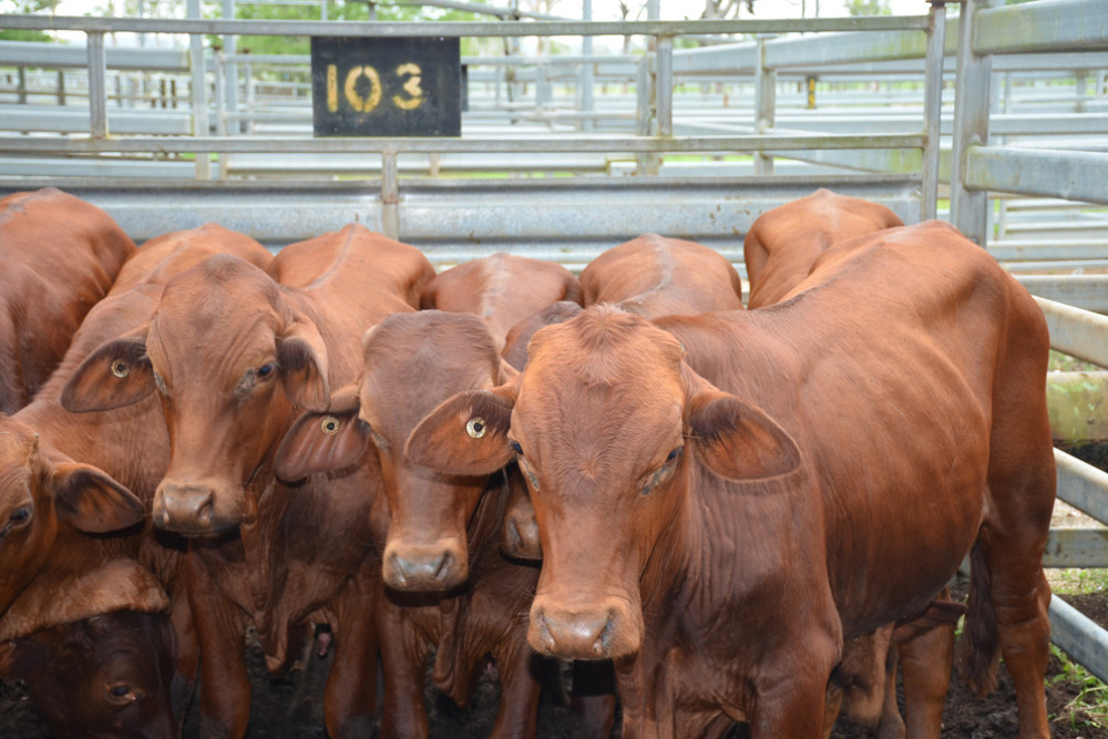 Low prices kick off first sales of 2023 The Express Newspaper Mareeba